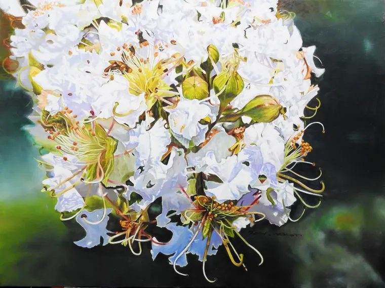 Crape myrtle