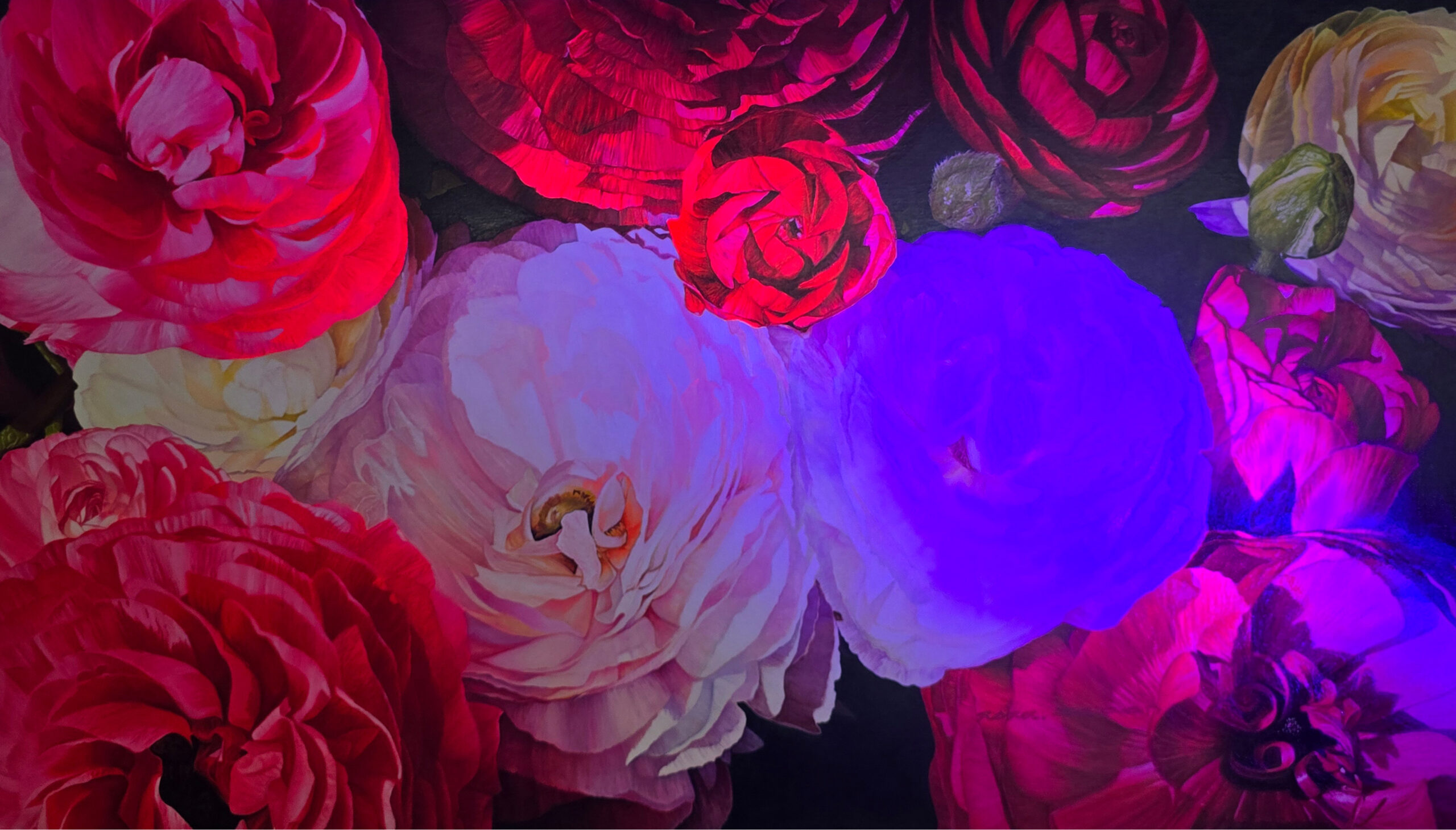 Ranunculus under UV light